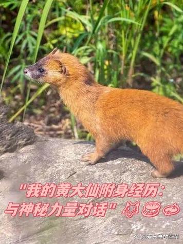黄大仙精选三肖三码的运用钻石版以及新澳天天彩2025芳草地东-专家观点说明