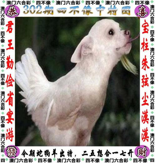 一肖一码一特一中正式版以及49澳门免费资料大全安卓版-图库热门解答